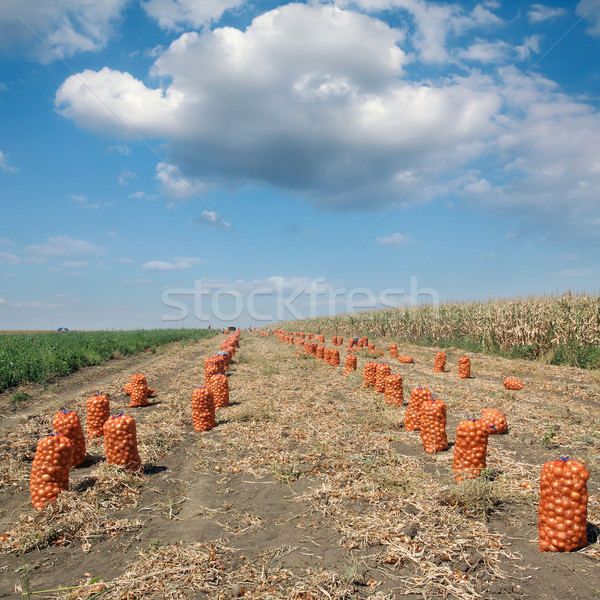 農業の シーン 袋 タマネギ フィールド 収穫 ストックフォト © simazoran