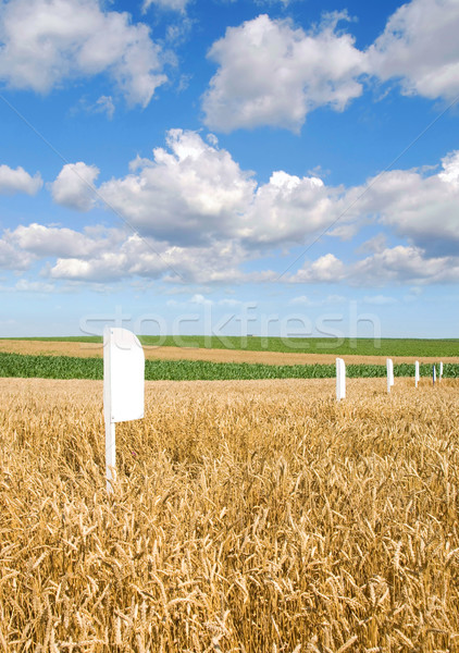 Wheat field Stock photo © simazoran