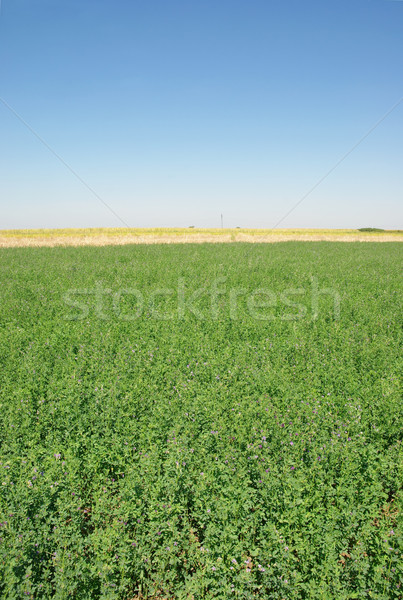 Foto stock: Trevo · campo · blue · sky · verão · céu · primavera