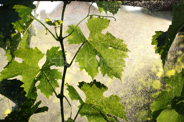 Grape plant treating in vineyard Stock photo © simazoran