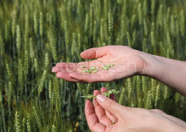 агрономия качество пшеницы рук свежие зерна Сток-фото © simazoran