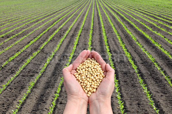 Soy bean concept, hands with soy bean crop and field Stock photo © simazoran