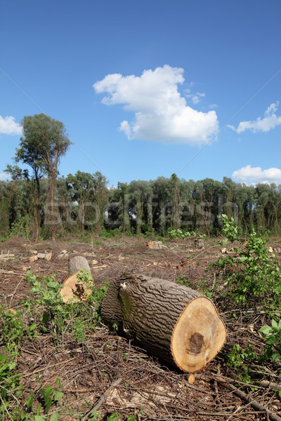 Tarcica przemysłu duży drzewo wiosną Zdjęcia stock © simazoran