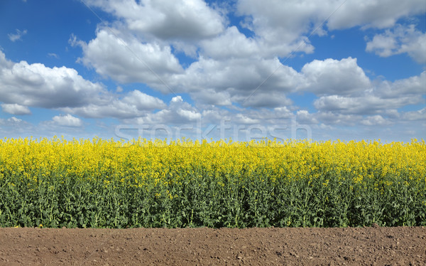 Blooming canola field in spring Stock photo © simazoran