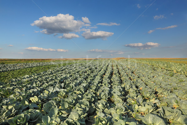 Agriculture chou domaine organique automne prêt [[stock_photo]] © simazoran