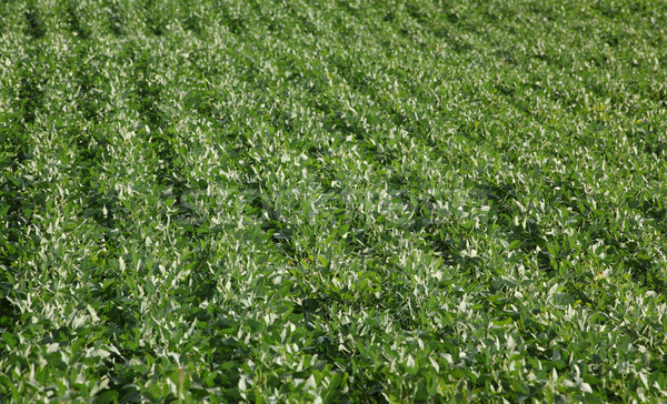 Green cultivated soy bean field in early summer Stock photo © simazoran