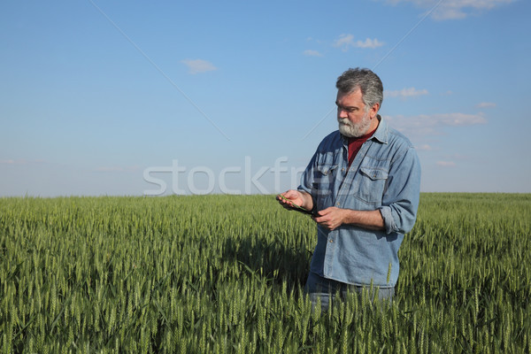 Agricultura agricultor examinar campo de trigo tableta calidad Foto stock © simazoran