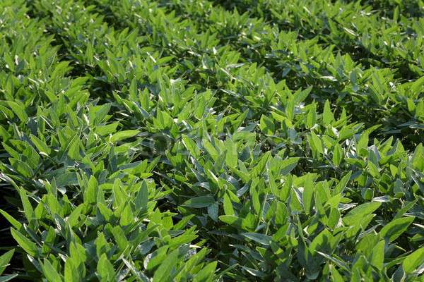 Green cultivated soybean plants in field Stock photo © simazoran