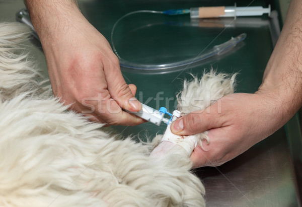 Veterinar anestezie seringă chirurgie medical spital Imagine de stoc © simazoran