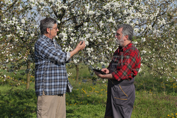 Farmer and agronomist in blossoming cherry orchard Stock photo © simazoran