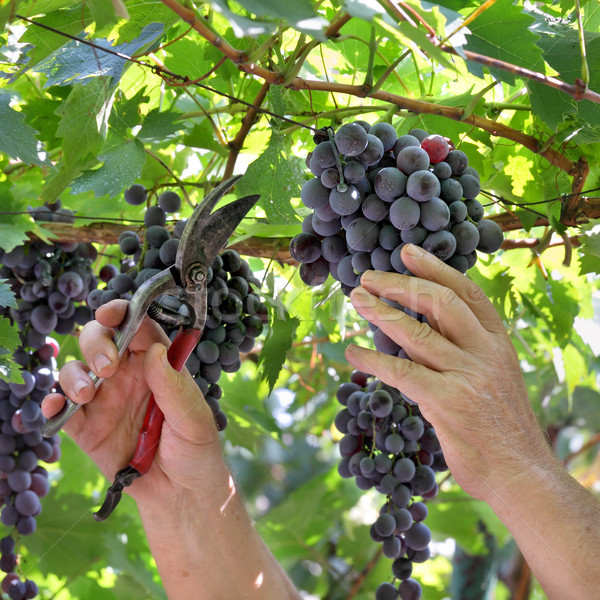 Farmer cut grape Stock photo © simazoran