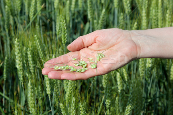 Agricultura verde trigo qualidade mão fresco Foto stock © simazoran