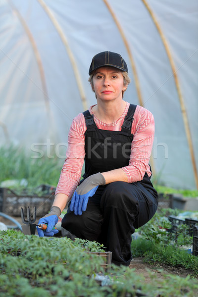 Agricultural worker in a greenhouse with tomato plant Stock photo © simazoran