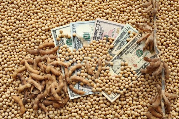 Agricultural concept, soybean and dollar money Stock photo © simazoran