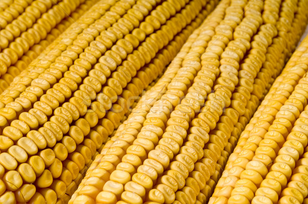 Corn cob Stock photo © simazoran