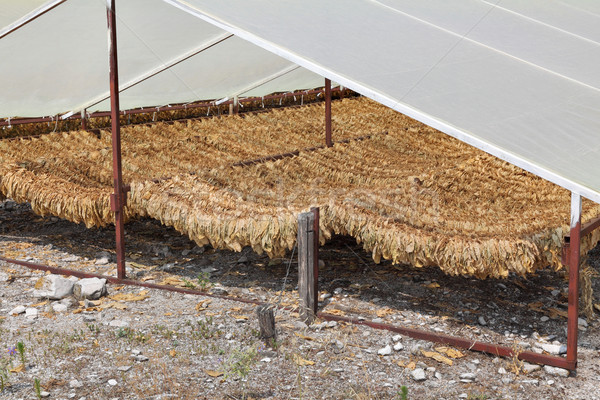 Stock foto: Traditionellen · Tabak · Weg · Zelt · ländlichen · Blatt