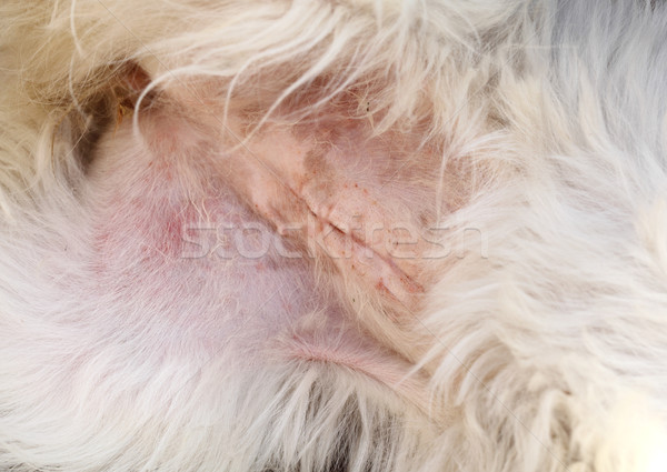 Perro cicatriz estómago femenino piel animales Foto stock © simazoran