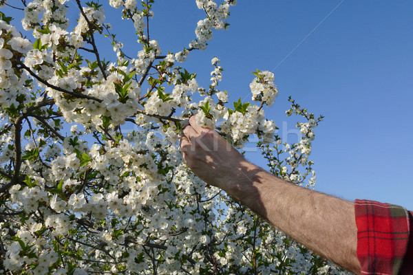 農家 触れる 開花 桜 支店 手 ストックフォト © simazoran