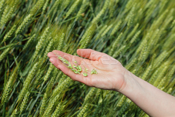 Agrártudomány minőség búza kezek friss gabona Stock fotó © simazoran