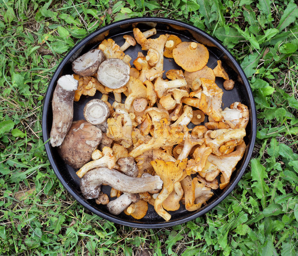 Cogumelos prato fresco boletos grama comida Foto stock © simazoran