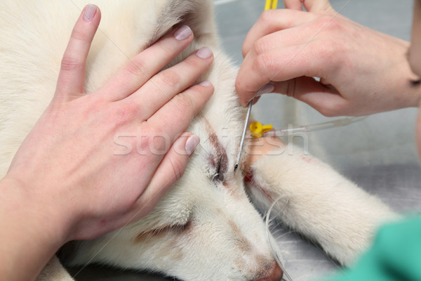 Veterinär- Hund Tierarzt Chirurgie medizinischen Haar Stock foto © simazoran