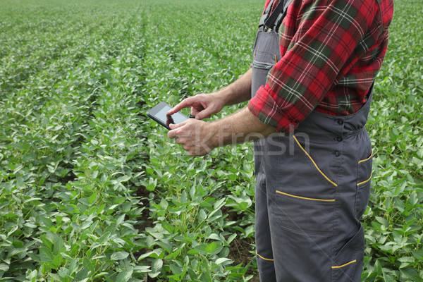 Farmer examining soy bean plants in field Stock photo © simazoran