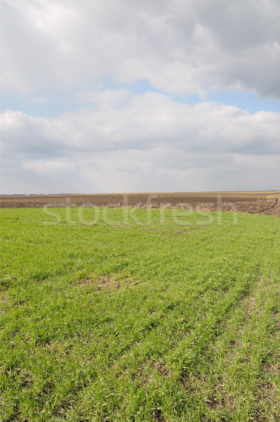 Foto stock: Campo · de · trigo · verde · cedo · primavera · céu · natureza