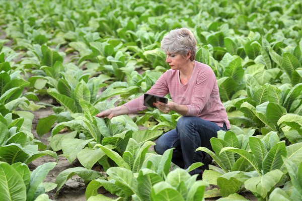 Farmer or agronomist inspect tobacco field Stock photo © simazoran