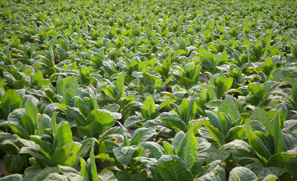 Tabaco planta campo verde plantas tarde Foto stock © simazoran