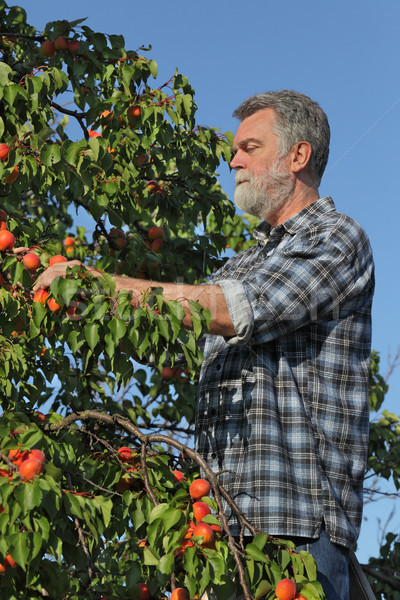 Farmer picking apricot fruit in orchard from ladder Stock photo © simazoran