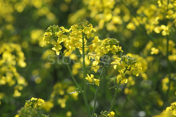 Blossoming rapeseed plant in field Stock photo © simazoran