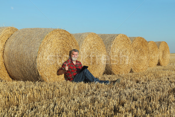 Foto stock: Jeans · campo · de · trigo · colheita · comprimido · fardo