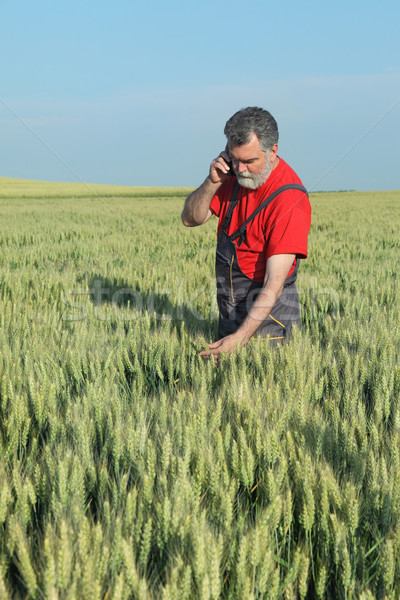 Stock photo: Farmer inspect wheat field