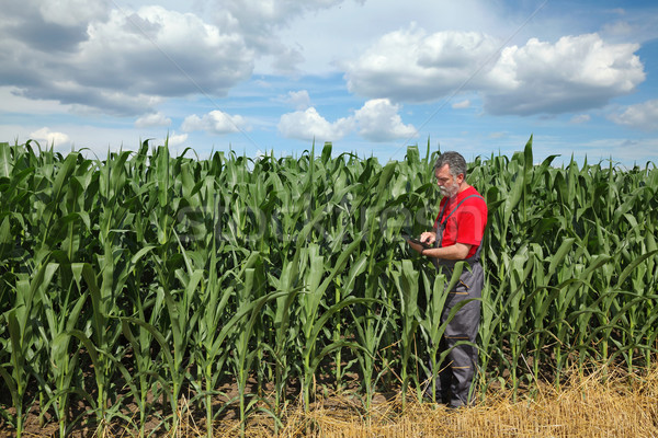 Farmer or agronomist inspect corn field using tablet Stock photo © simazoran
