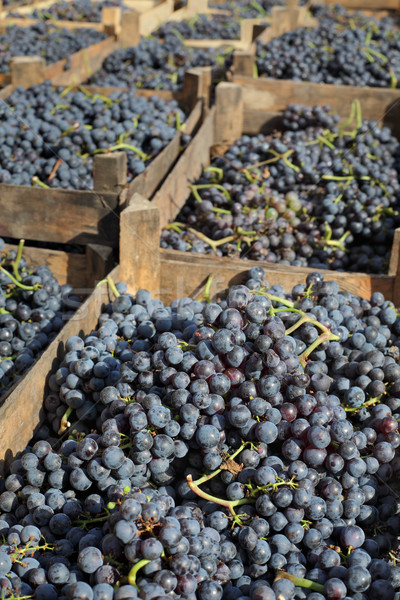 Merlot raisins vin tas bois Photo stock © simazoran