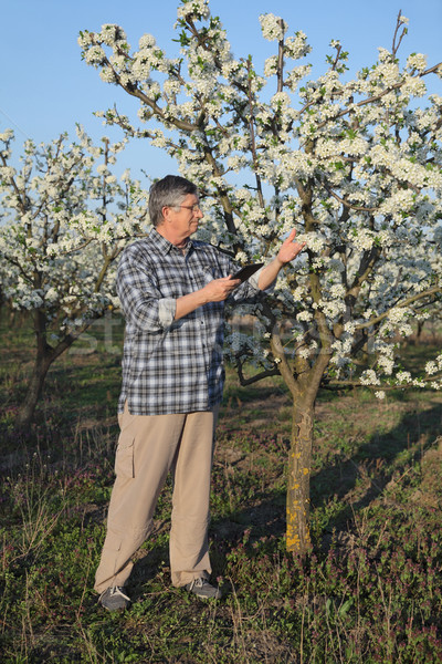 [[stock_photo]]: Agriculteur · floraison · prune · verger · arbres