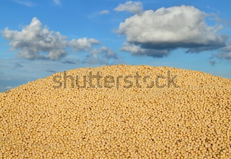 Soybean harvesting Stock photo © simazoran