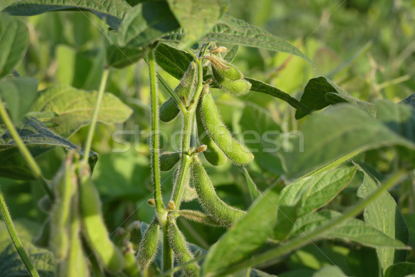 Agriculture, closeup of soybean plant Stock photo © simazoran