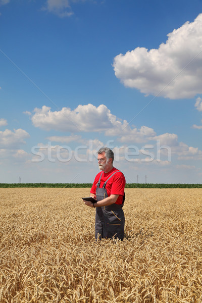 Agricultor campo de trigo calidad trigo tableta manos Foto stock © simazoran