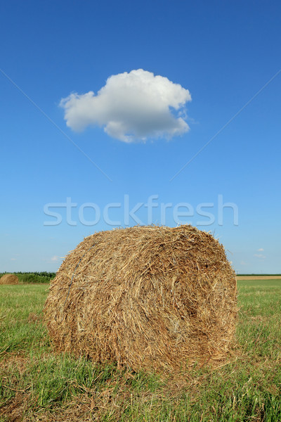 Bale of hay in field Stock photo © simazoran