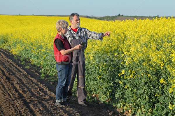 Farmer and agronomist in blossoming rapeseed field Stock photo © simazoran