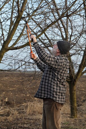 Agriculture, pruning in orchard, adult man working Stock photo © simazoran