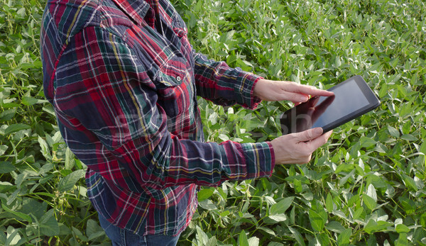 Farmer examining soy bean plants field Stock photo © simazoran