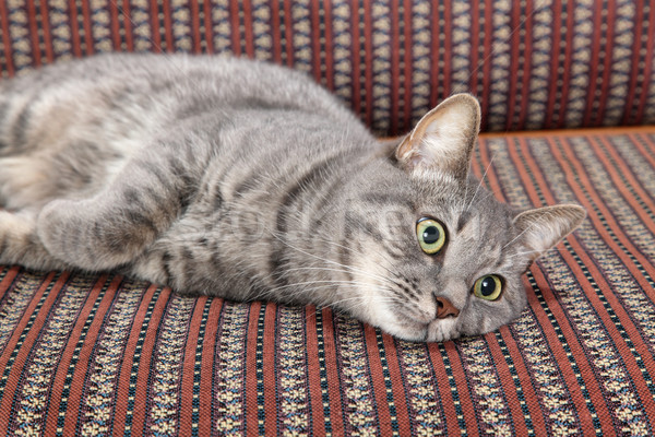 Domestic cat Stock photo © simazoran