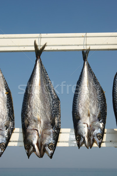 Fish Stock photo © simazoran