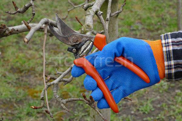Agriculture, pruning tree in orchard Stock photo © simazoran