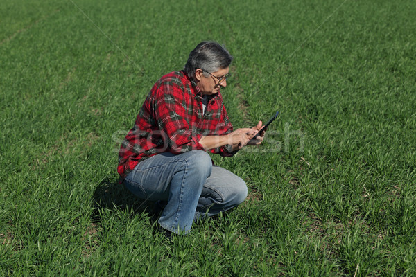 Agriculture, farmer examine wheat plant in field Stock photo © simazoran