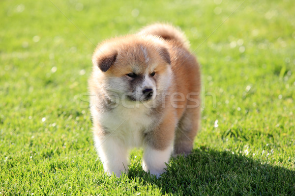 Stock photo: Pets