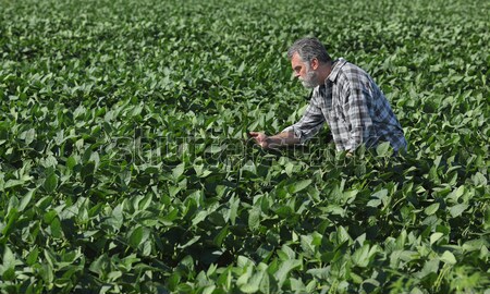 Stock fotó: Agrártudomány · női · mezőgazdasági · szakértő · minőség · szója