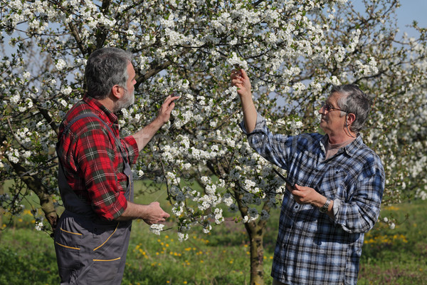 Farmer and agronomist in blossoming cherry orchard Stock photo © simazoran